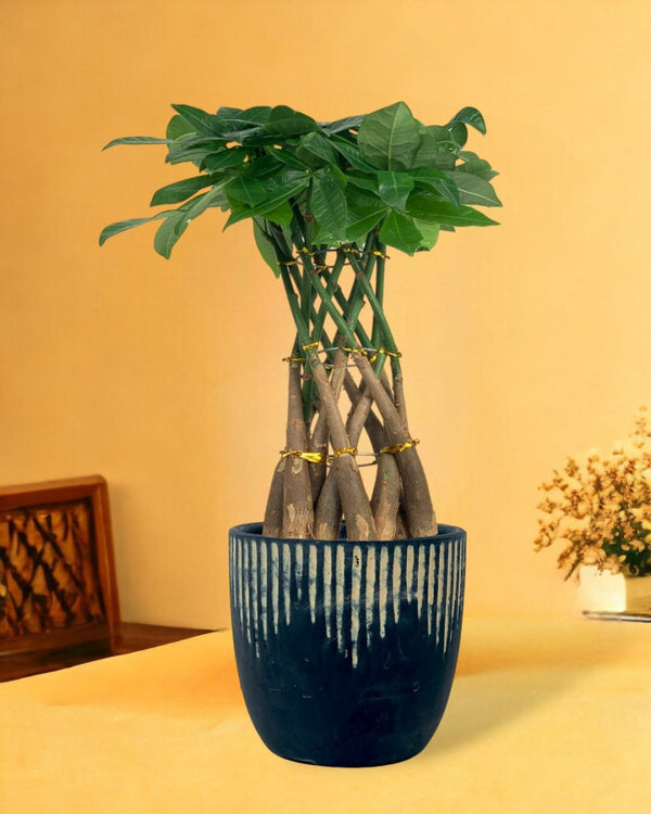 Pachira Grove (Spiral Combo) - etched planter - large - Potted plant - Tumbleweed Plants - Online Plant Delivery Singapore