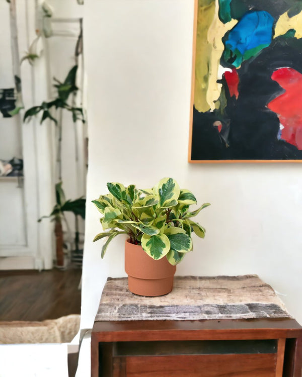 Peperomia Obtusifolia Variegated - plinth pots - small/pink - Just plant - Tumbleweed Plants - Online Plant Delivery Singapore