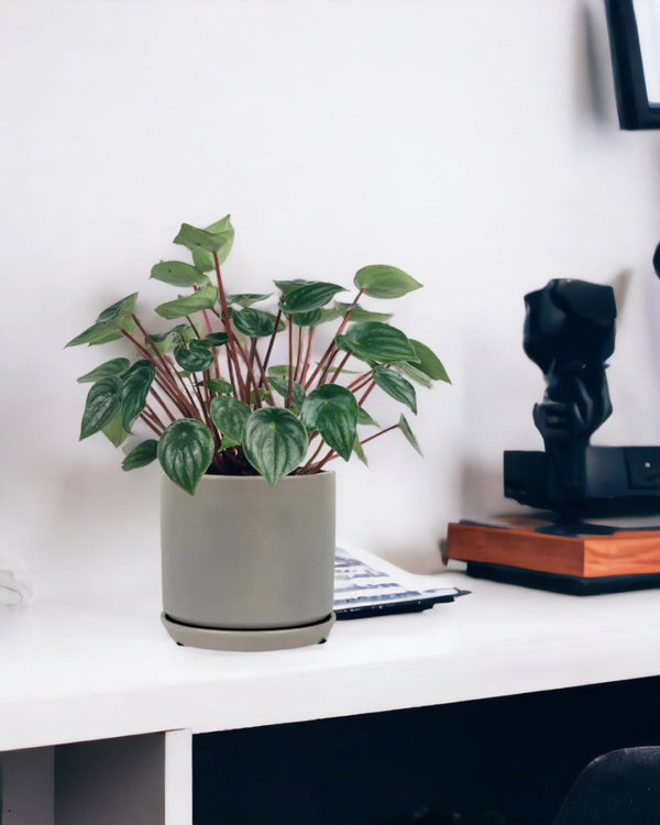 Peperomia Watermelon 'Peperomia Argyreia' - little cylinder grey with tray planter - Potted plant - Tumbleweed Plants - Online Plant Delivery Singapore