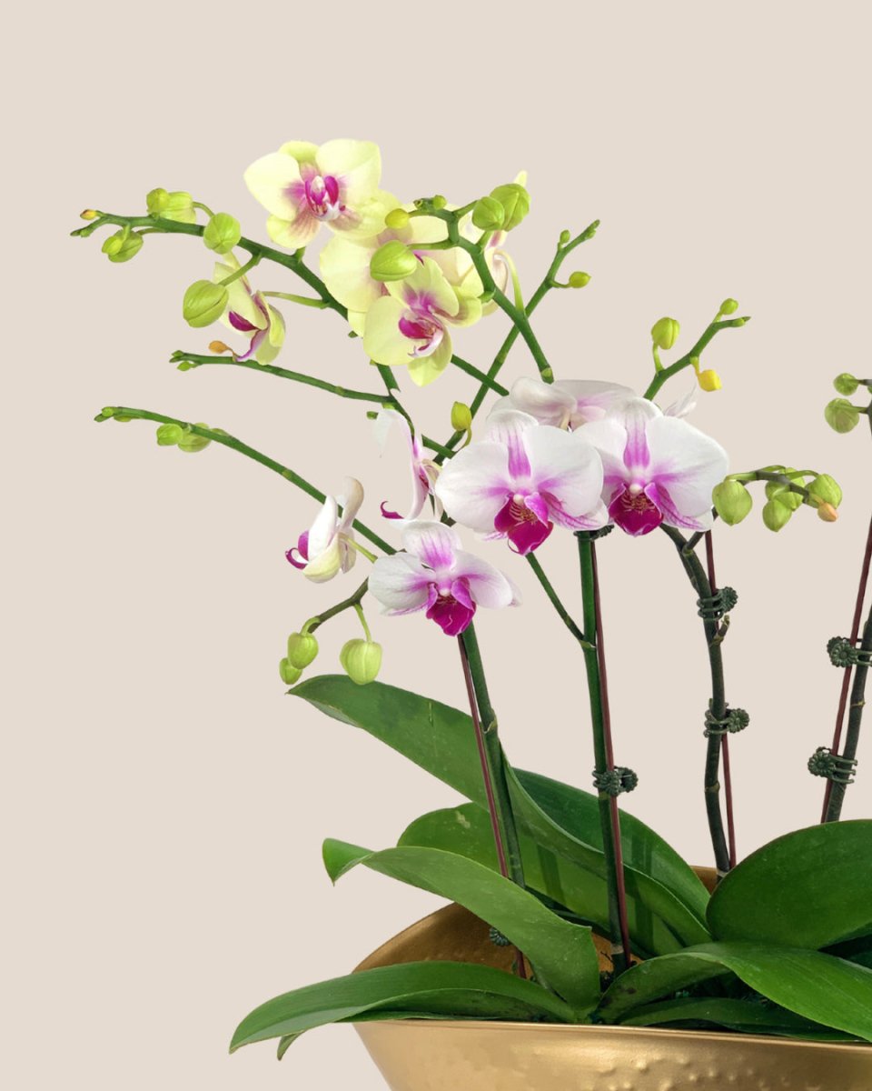 Phalaenopsis Orchid Arrangement in Hammered Gold Planter - Gifting plant - Tumbleweed Plants - Online Plant Delivery Singapore
