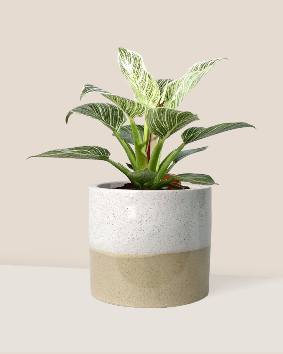 Philodendron Birkin - cream two tone planter - Potted plant - Tumbleweed Plants - Online Plant Delivery Singapore