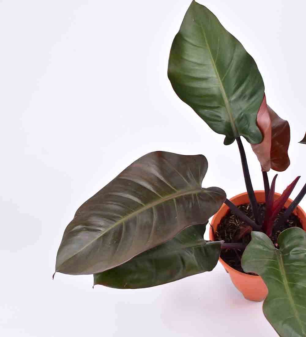 Philodendron ‘Black Congo’ - grow pot - Just plant - Tumbleweed Plants - Online Plant Delivery Singapore