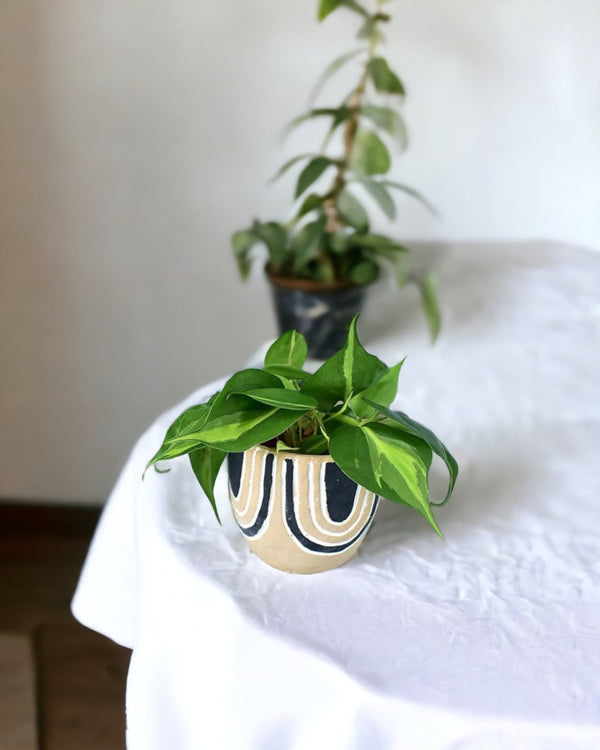 Philodendron Brasil - asha planter - Potted plant - Tumbleweed Plants - Online Plant Delivery Singapore