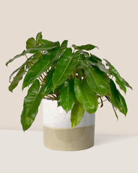 Philodendron Burle Marx - cream two tone pot - Just plant - Tumbleweed Plants - Online Plant Delivery Singapore