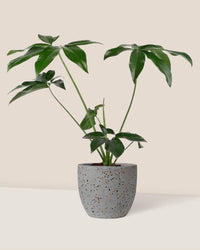 Philodendron Fun Bun - egg pot - small/grey - Just plant - Tumbleweed Plants - Online Plant Delivery Singapore