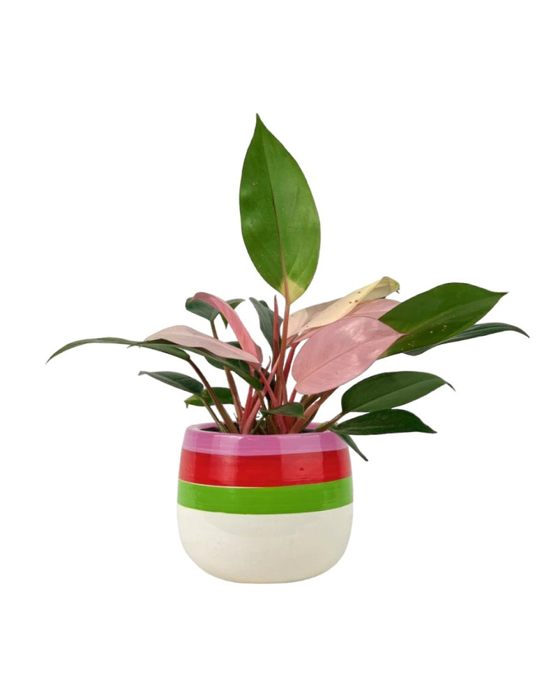 Philodendron Pink Congo - poppy planter - ariel - Potted plant - Tumbleweed Plants - Online Plant Delivery Singapore