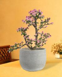 Pink Jade Bonsai Tree - bauble planter - pearl white - Potted plant - Tumbleweed Plants - Online Plant Delivery Singapore
