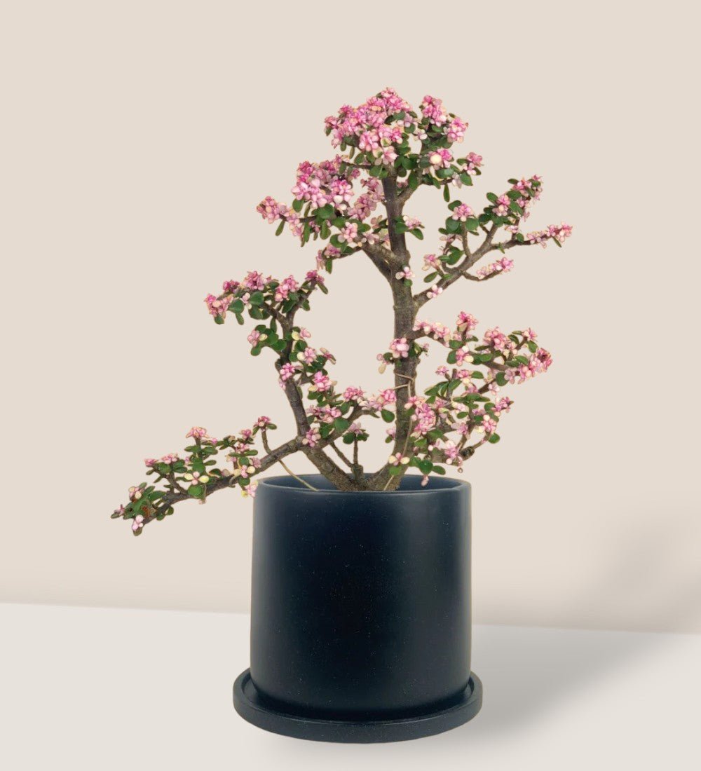 Pink Jade Bonsai Tree - loreto planters - large/apricot - Potted plant - Tumbleweed Plants - Online Plant Delivery Singapore
