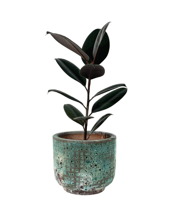 Rubber Plant 'Ficus Elastica Burgundy' - egg pot small grey - Potted plant - Tumbleweed Plants - Online Plant Delivery Singapore