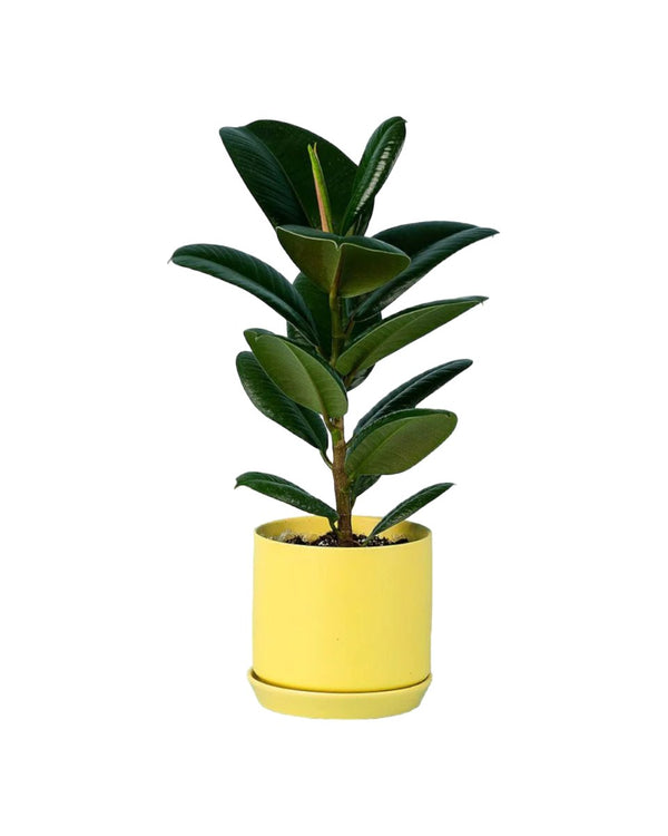 Rubber Plant 'Ficus Elastica Robusta' - cylinder pot yellow - Potted plant - Tumbleweed Plants - Online Plant Delivery Singapore