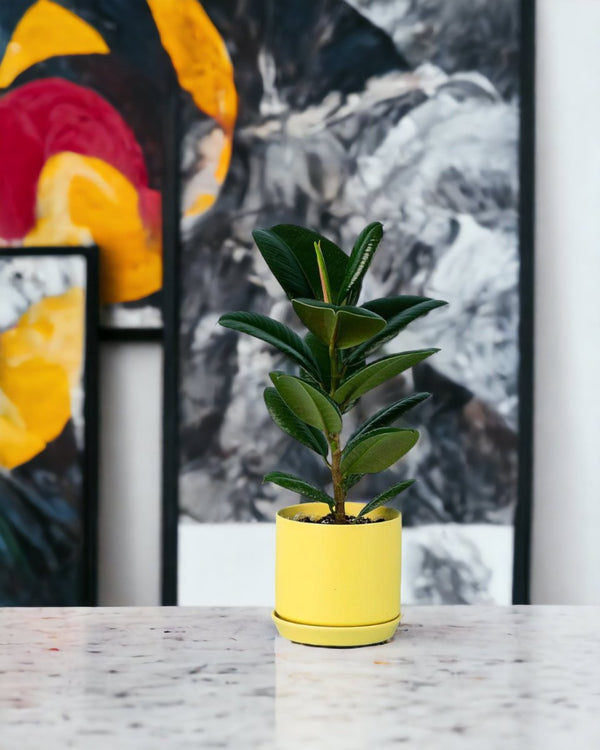 Rubber Plant 'Ficus Elastica Robusta' - cylinder pot yellow - Potted plant - Tumbleweed Plants - Online Plant Delivery Singapore