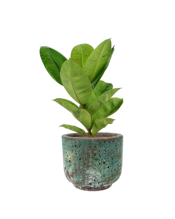 Rubber Plant 'Ficus Elastica Shivereana' - egg pot small grey - Potted plant - Tumbleweed Plants - Online Plant Delivery Singapore