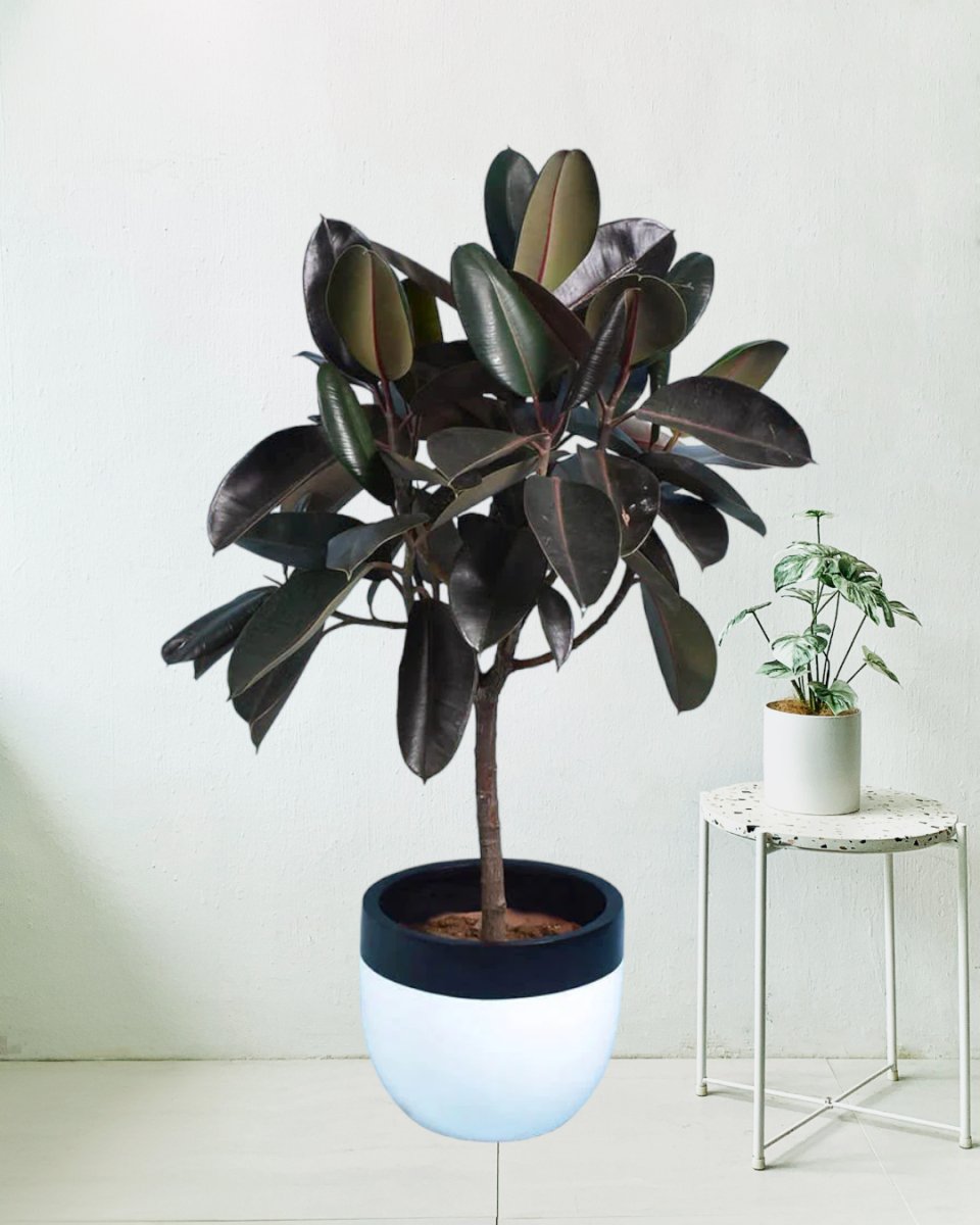 Rubber Tree - large resin planter - white/black - Potted plant - Tumbleweed Plants - Online Plant Delivery Singapore