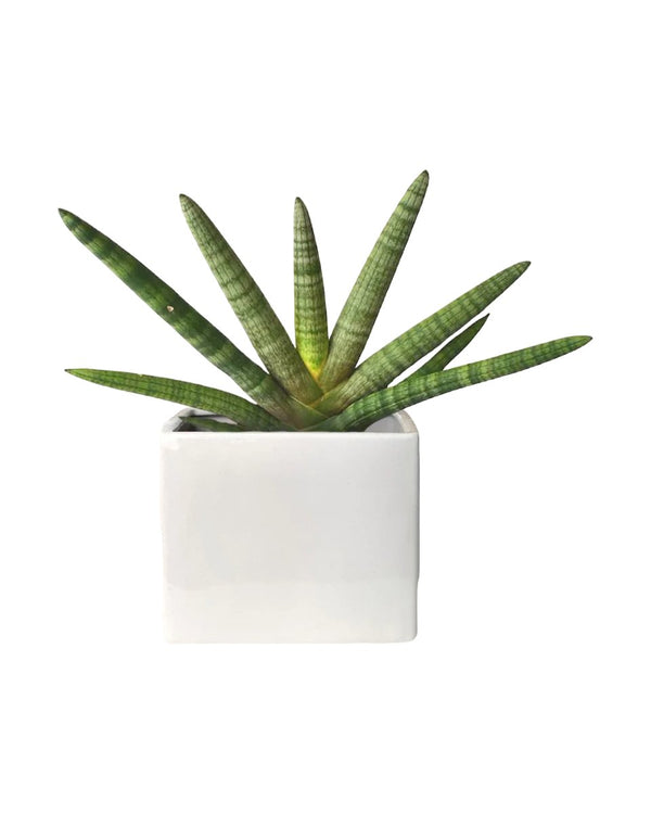 Sansevieria Starfish - poppy planter - ariel - Potted plant - Tumbleweed Plants - Online Plant Delivery Singapore