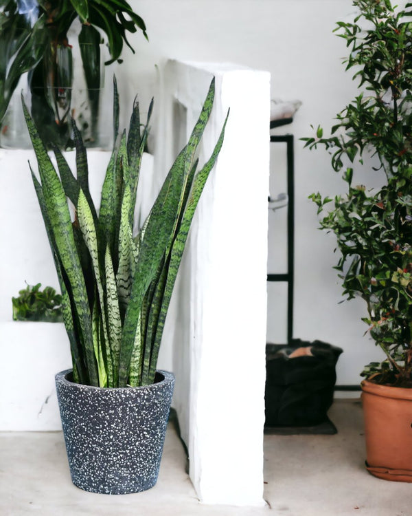 Sansevieria Zeylanica - black terrazzo pot - Potted plant - Tumbleweed Plants - Online Plant Delivery Singapore