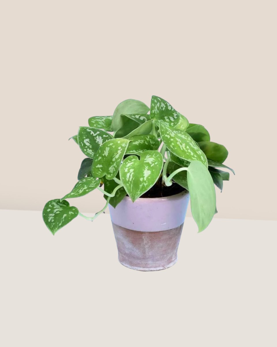 Satin Pothos - misifit tripods - grey - Potted plant - Tumbleweed Plants - Online Plant Delivery Singapore