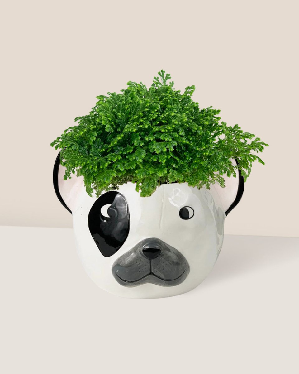 Selaginella Jori - frenchie planter - Potted plant - Tumbleweed Plants - Online Plant Delivery Singapore