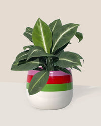 Spathiphyllum ‘White Stripe’ - poppy planter - ariel - Just plant - Tumbleweed Plants - Online Plant Delivery Singapore