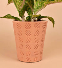 Striped Circle Terracotta Pot - Pot - Tumbleweed Plants - Online Plant Delivery Singapore