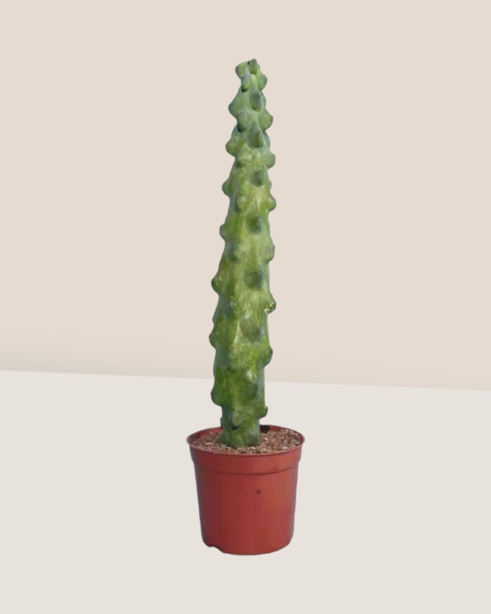 Tall Titty Cactus - grow pot - Just plant - Tumbleweed Plants - Online Plant Delivery Singapore
