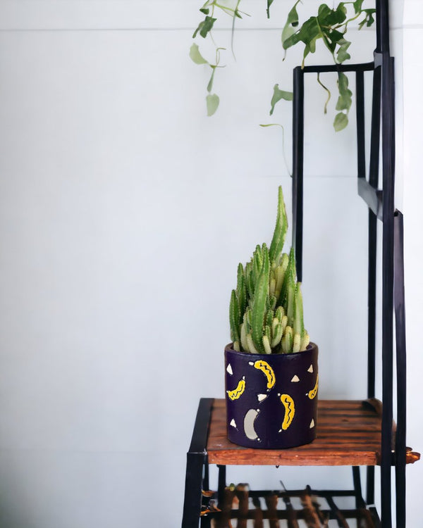 Variegated Fairy Castle Cactus - banana pot - Potted plant - Tumbleweed Plants - Online Plant Delivery Singapore