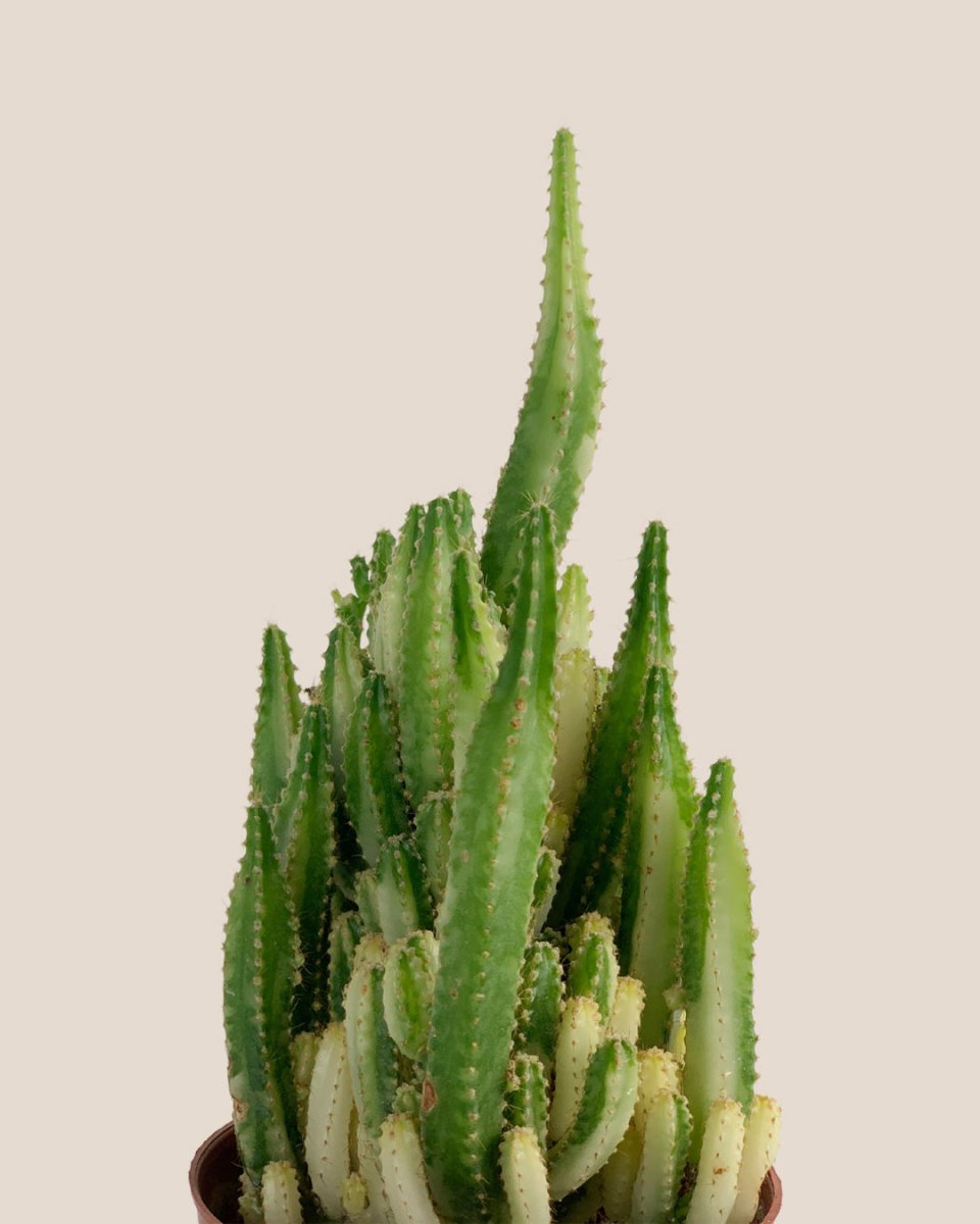 Variegated Fairy Castle Cactus - grow pot - Potted plant - Tumbleweed Plants - Online Plant Delivery Singapore
