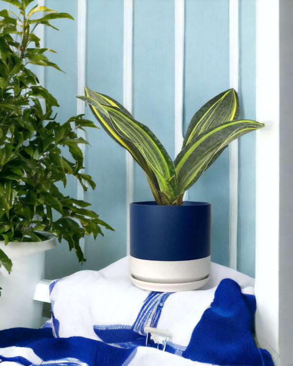 Variegated Whale Fin Sansevieria - egg pot - small/grey - Just plant - Tumbleweed Plants - Online Plant Delivery Singapore