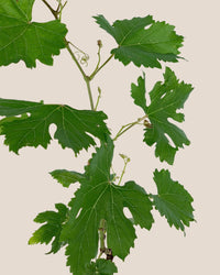 Vitis Vinifera - Grapes - grow pot - Potted plant - Tumbleweed Plants - Online Plant Delivery Singapore