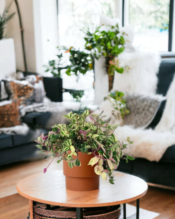 Wandering Jew - misfits grey moustache man - Potted plant - Tumbleweed Plants - Online Plant Delivery Singapore