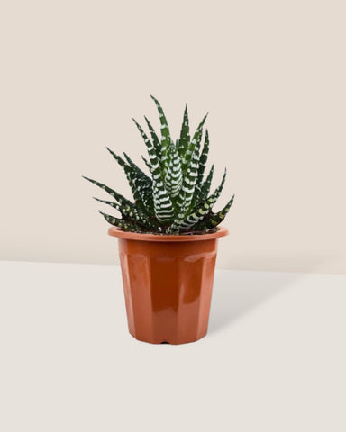 Zebra Plant - small