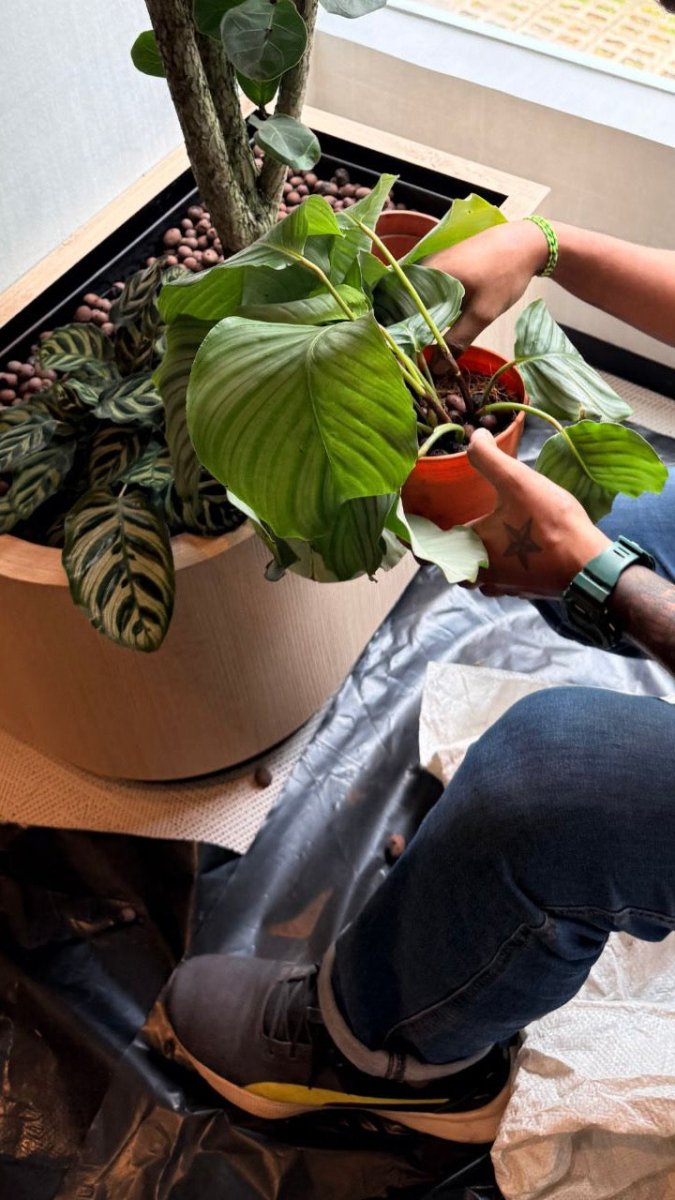 Hands settling a plant into a planter