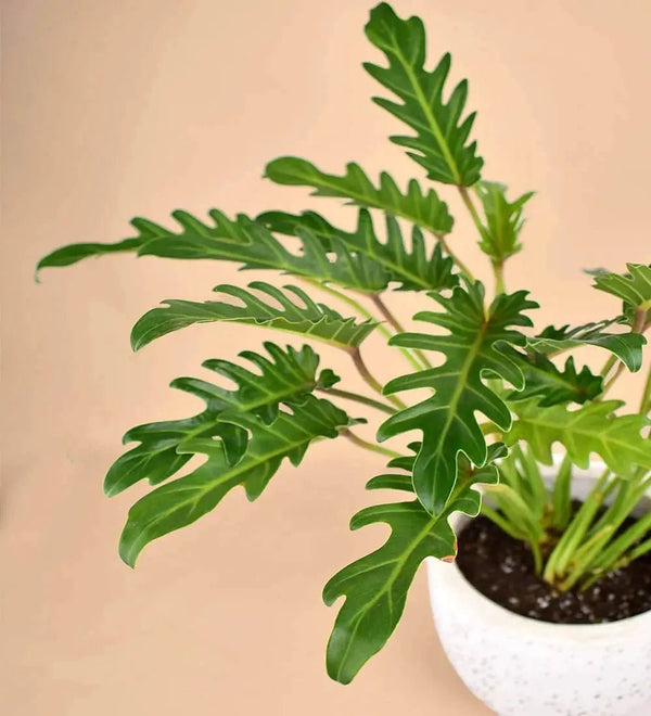 tropical plants indoor Tropical Trio Houseplants with Planter - Large (24-36