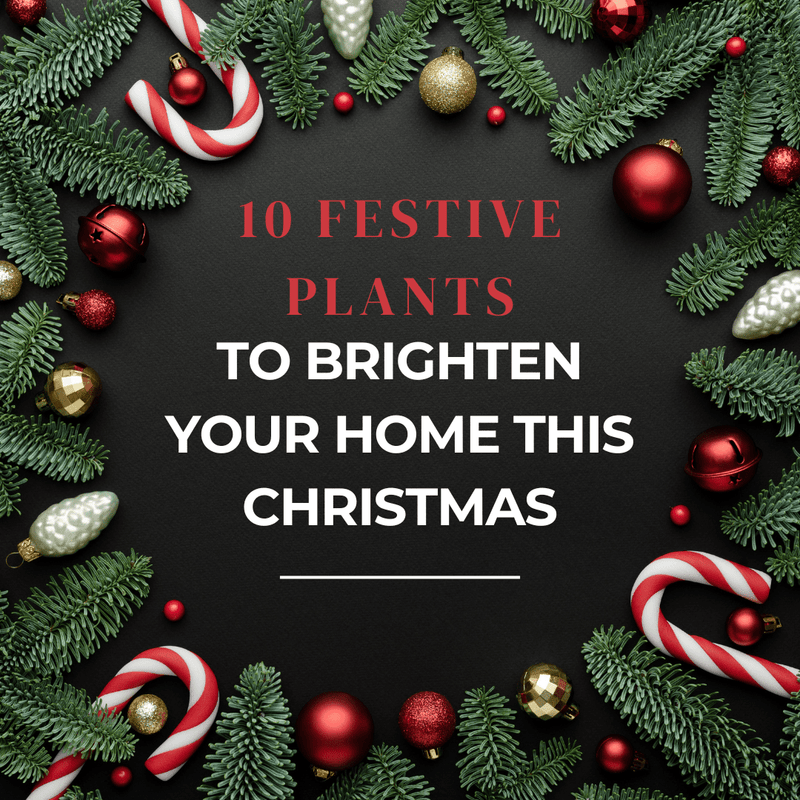 10 Festive Plants to Brighten Your Home This Christmas - Tumbleweed Plants