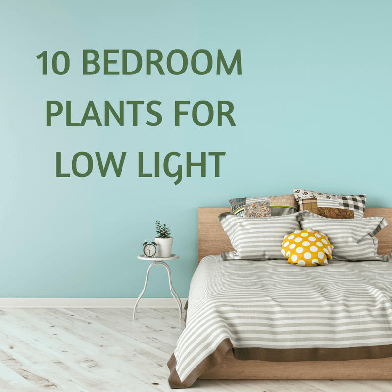 10 Low Light Bedroom Plants - Tumbleweed Plants