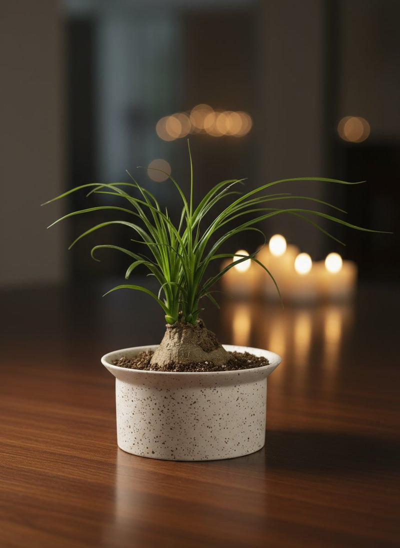 Tumbleweed Plants