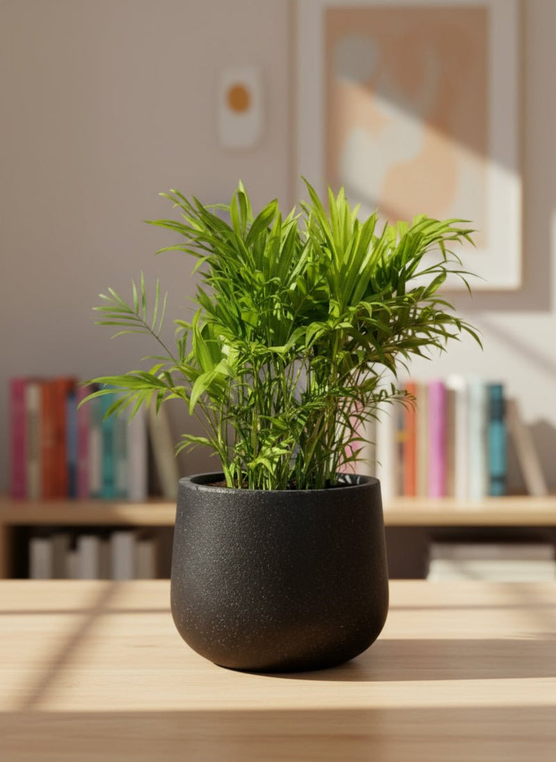 Tumbleweed Plants