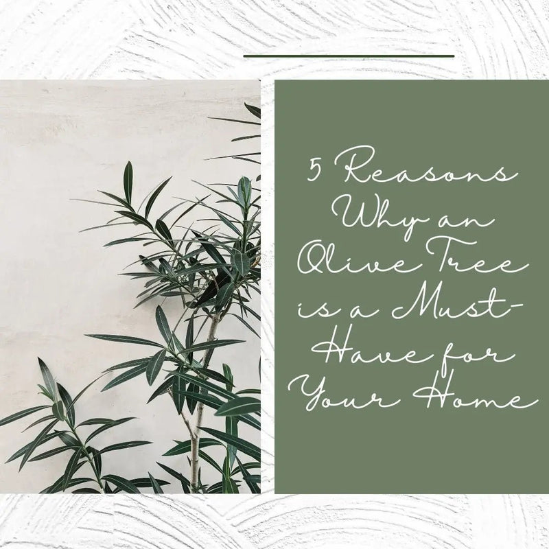 5 Reasons Why an Olive Tree is a Must-Have for Your Home - Tumbleweed Plants