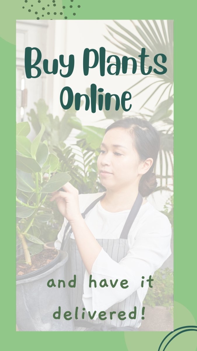 5 Reasons Why You Should Buy Plants Online - Tumbleweed Plants