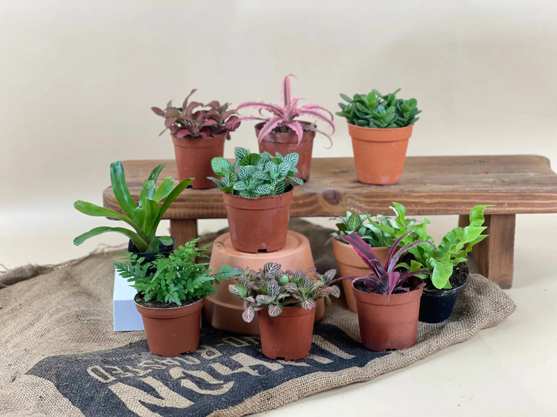 8 Best Potted Plants Your Boss Will Surely Enjoy - Tumbleweed Plants