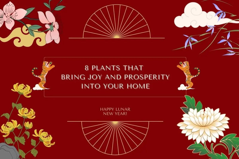 8 plants that bring joy and prosperity into your home - Tumbleweed Plants