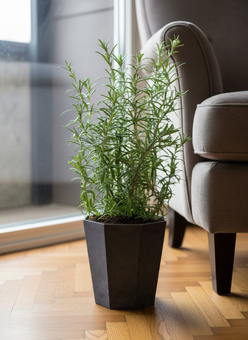 Tumbleweed Plants