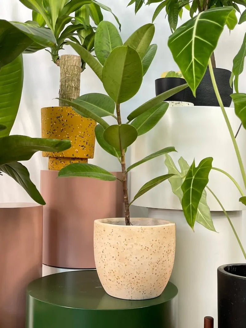 A CNY Plant Gift Guide to Spread Joy and Luck - Tumbleweed Plants