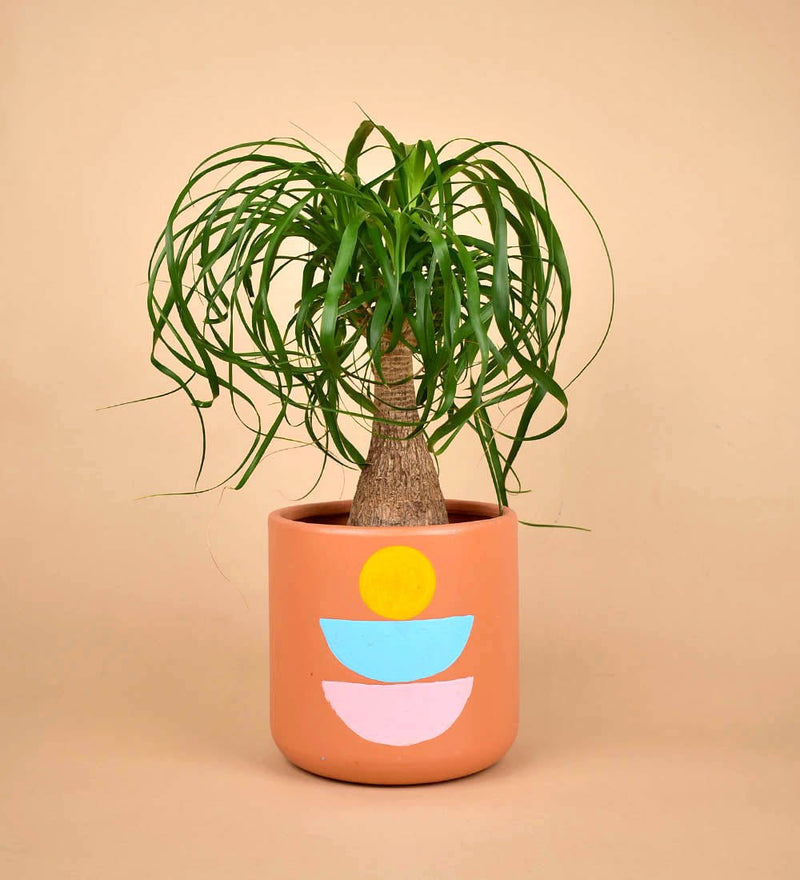 Tumbleweed Plants