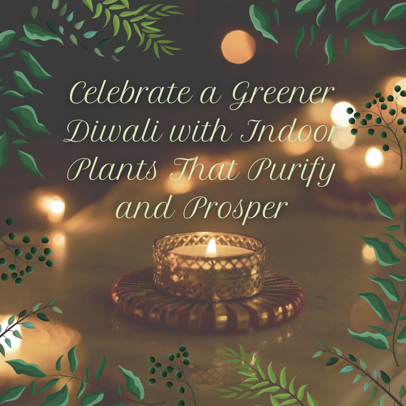 Celebrate a Greener Diwali with Indoor Plants That Purify and Prosper