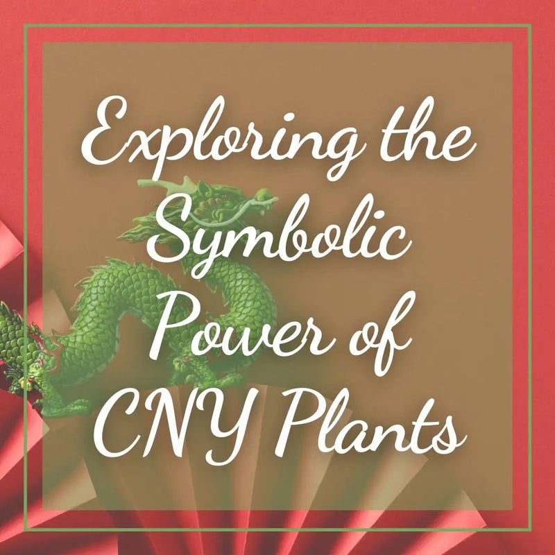 Exploring the Symbolic Power of CNY Plants - Tumbleweed Plants