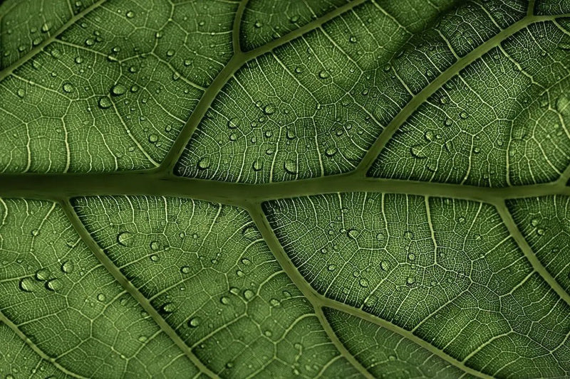 Ficus 101: How to Choose and Care for Your Fig Plant - Tumbleweed Plants