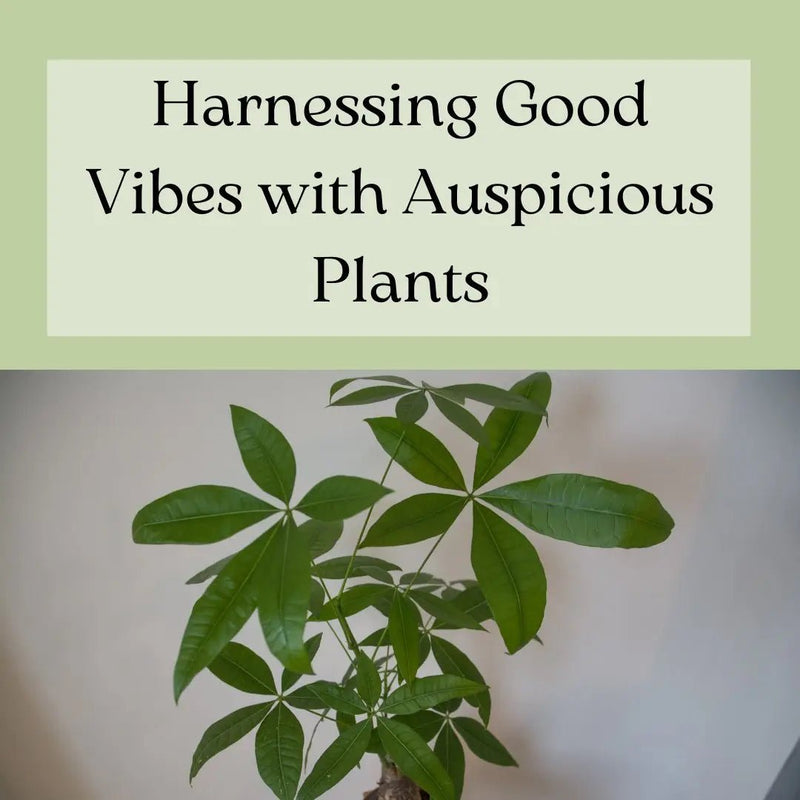Harnessing Good Vibes with Auspicious Plants - Tumbleweed Plants