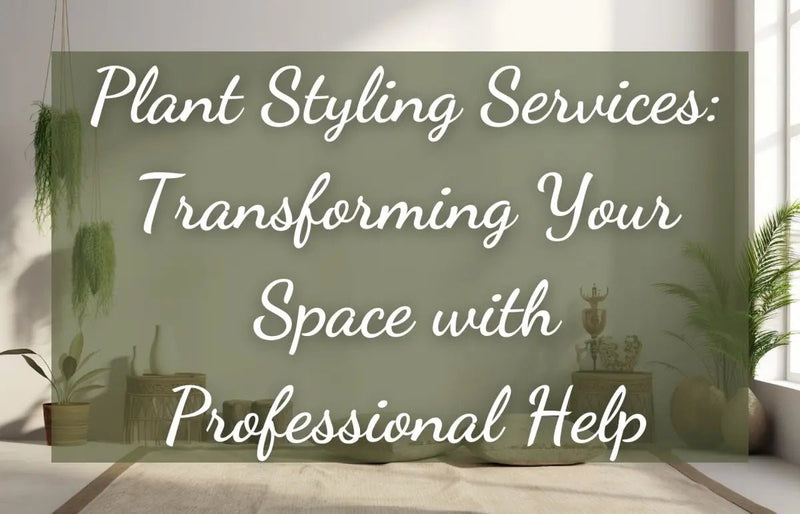 How To Style Your Houseplants: Let Tumbleweed Plant Singapore Help You Out - Tumbleweed Plants