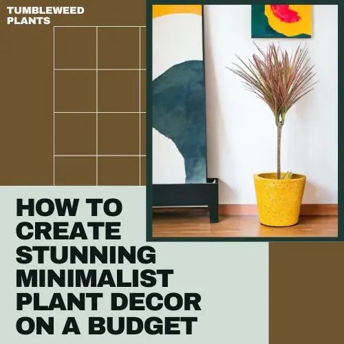 How to Create Stunning Minimalist Plant Decor on a Budget - Tumbleweed Plants