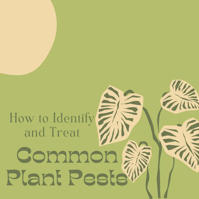 How to Identify and Treat Common Plant Pests - Tumbleweed Plants
